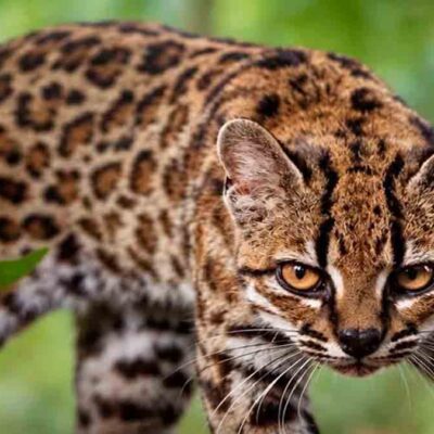 Leopardus tilcayo, nueva especie en Bolivia