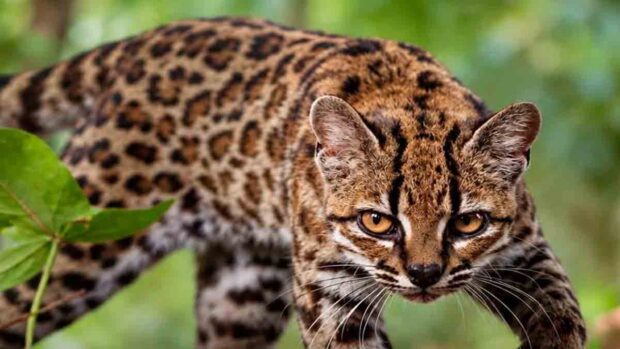 Leopardus tilcayo, nueva especie en Bolivia