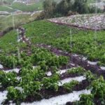 granizada en Corani B