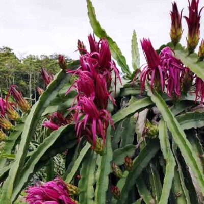 cultivos de Pitahaya en el trópico