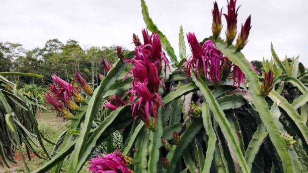 cultivos de Pitahaya en el trópico