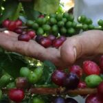 café en Venezuela