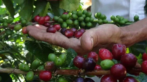 café en Venezuela